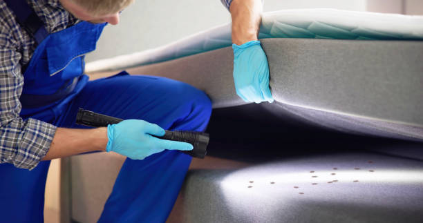 Wasp Removal Services in Banning, CA