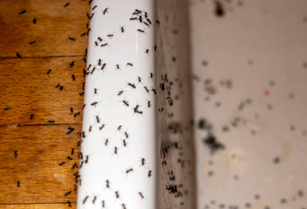 Wildlife Control Services in Banning, CA