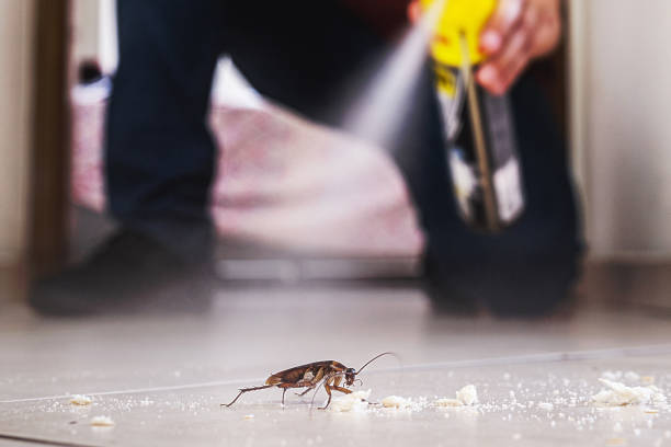 Best Pest Control Near Me  in Banning, CA