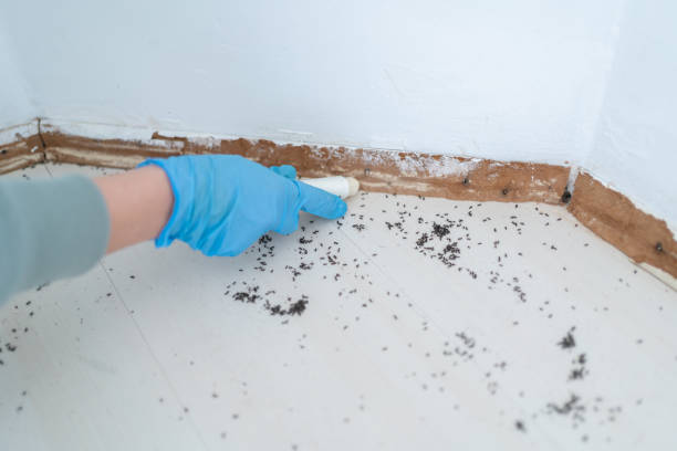 Best Best Pest Control Companies  in Banning, CA