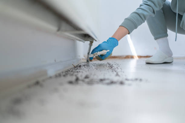 Pest Prevention Services in Banning, CA